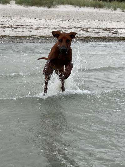 Rhodesian Ridgeback-Beitrag-Bild