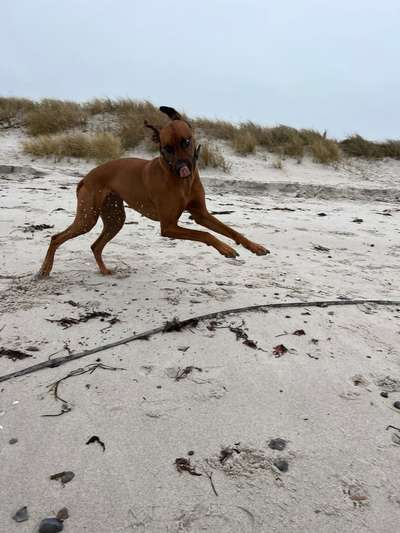 Rhodesian Ridgeback-Beitrag-Bild