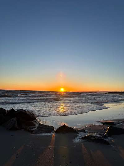 Rhodesian Ridgeback-Beitrag-Bild