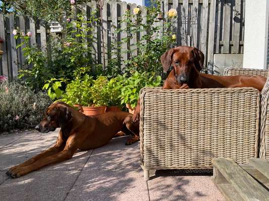 Rhodesian Ridgeback-Beitrag-Bild