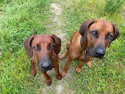 Rhodesian Ridgeback-Beitrag-Bild