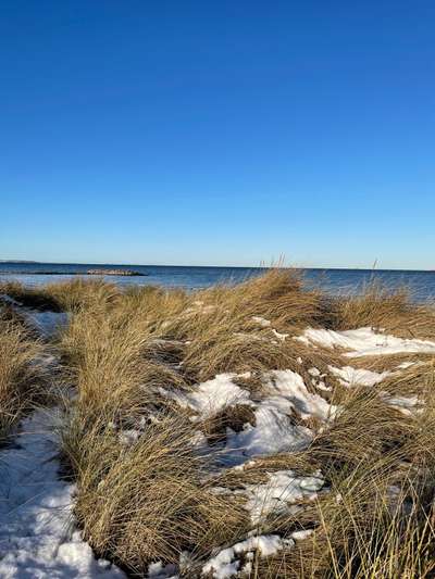 Rhodesian Ridgeback-Beitrag-Bild