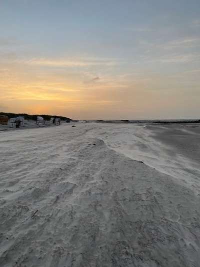 Rhodesian Ridgeback-Beitrag-Bild