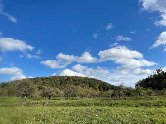 Rhodesian Ridgeback-Beitrag-Bild