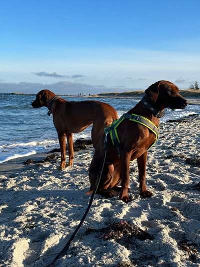 Rhodesian Ridgeback-Beitrag-Bild