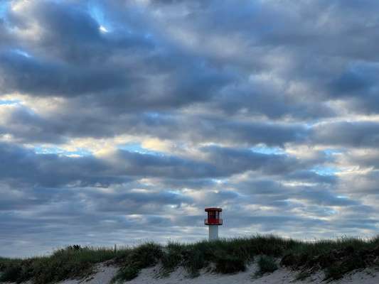 Rhodesian Ridgeback-Beitrag-Bild