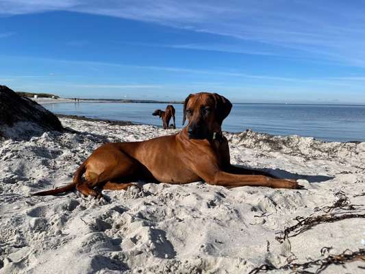 Rhodesian Ridgeback-Beitrag-Bild