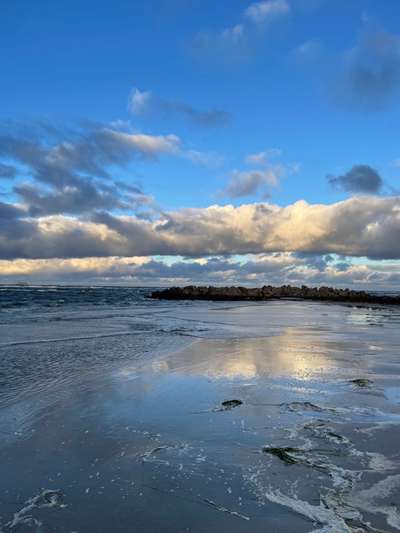 Rhodesian Ridgeback-Beitrag-Bild
