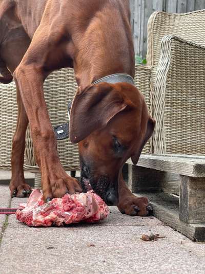 Rhodesian Ridgeback-Beitrag-Bild