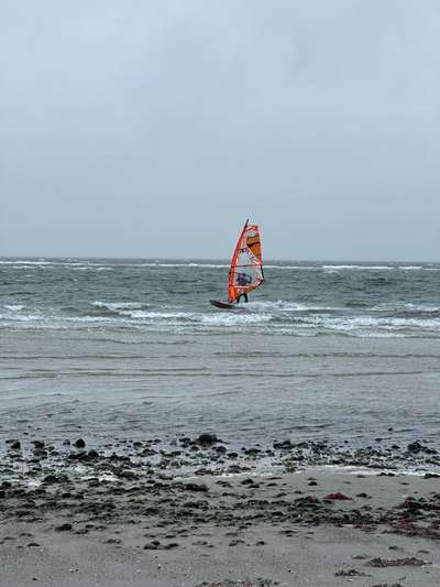 Rhodesian Ridgeback-Beitrag-Bild