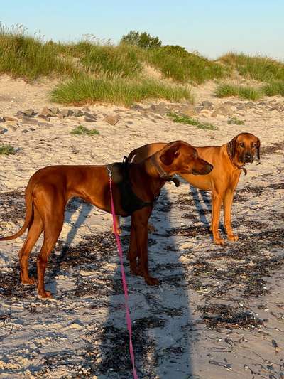 Rhodesian Ridgeback-Beitrag-Bild