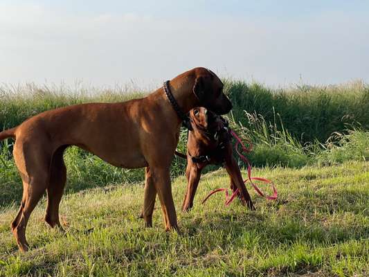 Rhodesian Ridgeback-Beitrag-Bild