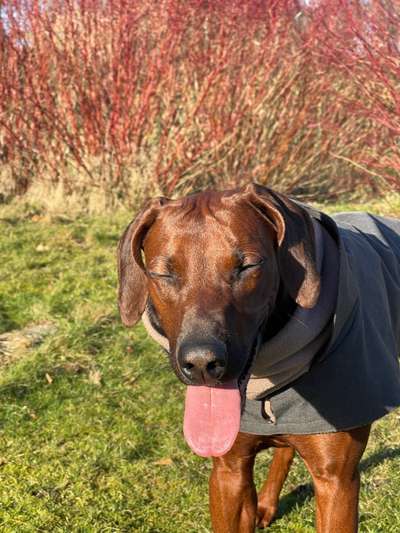 Rhodesian Ridgeback-Beitrag-Bild