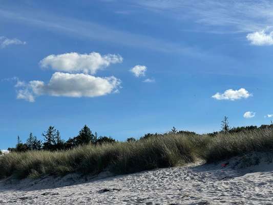 Rhodesian Ridgeback-Beitrag-Bild