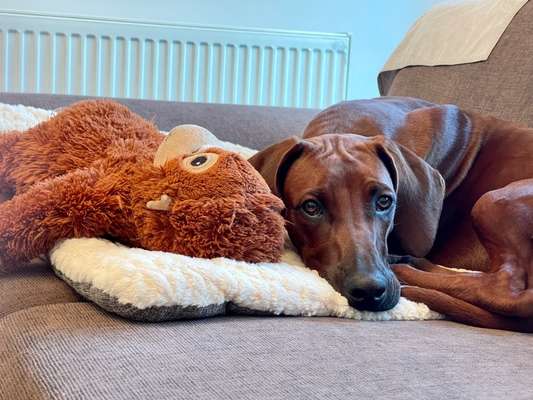 Rhodesian Ridgeback-Beitrag-Bild