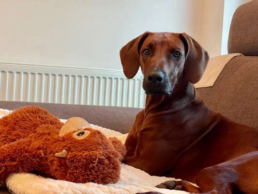 Rhodesian Ridgeback-Beitrag-Bild