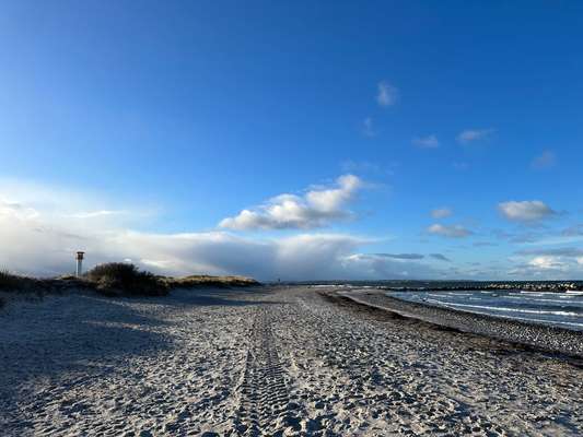 Rhodesian Ridgeback-Beitrag-Bild