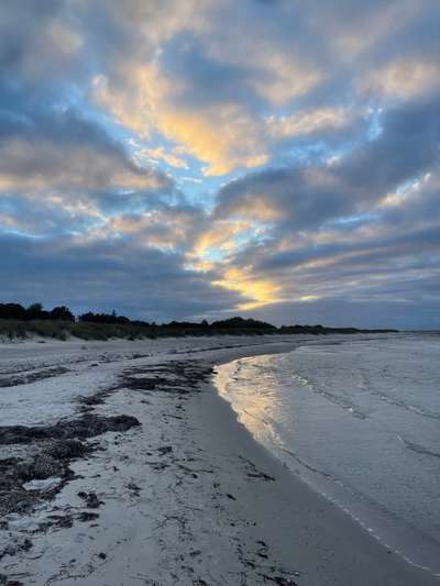 Rhodesian Ridgeback-Beitrag-Bild