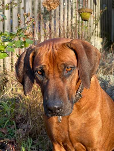 Rhodesian Ridgeback-Beitrag-Bild