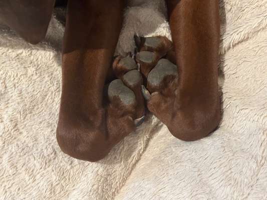 Rhodesian Ridgeback-Beitrag-Bild