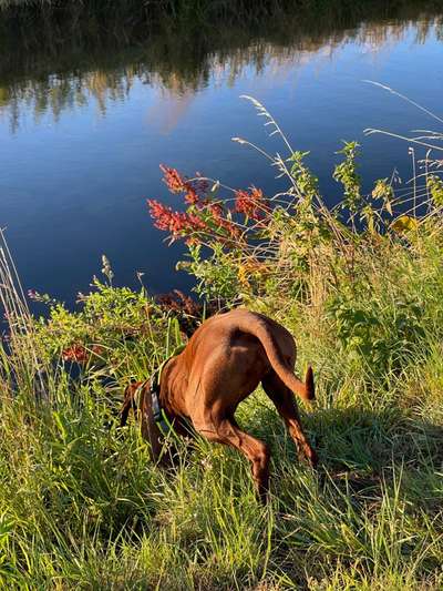 Rhodesian Ridgeback-Beitrag-Bild
