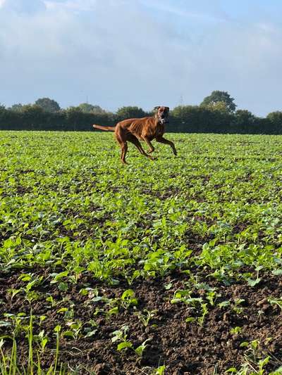 Rhodesian Ridgeback-Beitrag-Bild