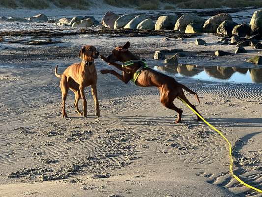 Rhodesian Ridgeback-Beitrag-Bild