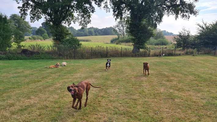 Rhodesian Ridgeback-Beitrag-Bild