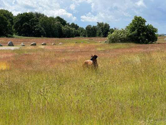 Rhodesian Ridgeback-Beitrag-Bild