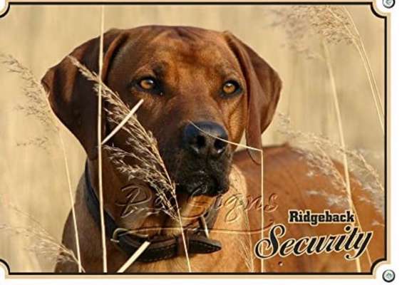 Rhodesian Ridgeback-Beitrag-Bild