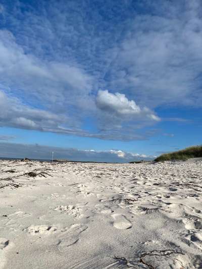 Rhodesian Ridgeback-Beitrag-Bild