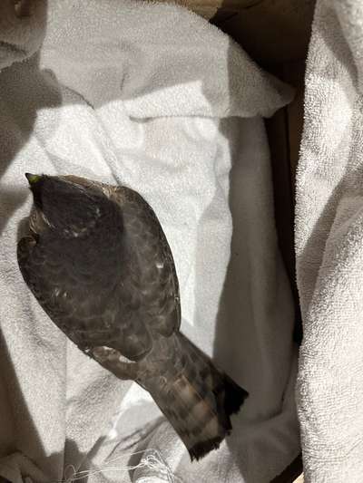 Rhodesian Ridgeback-Beitrag-Bild