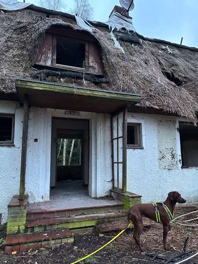 Rhodesian Ridgeback-Beitrag-Bild