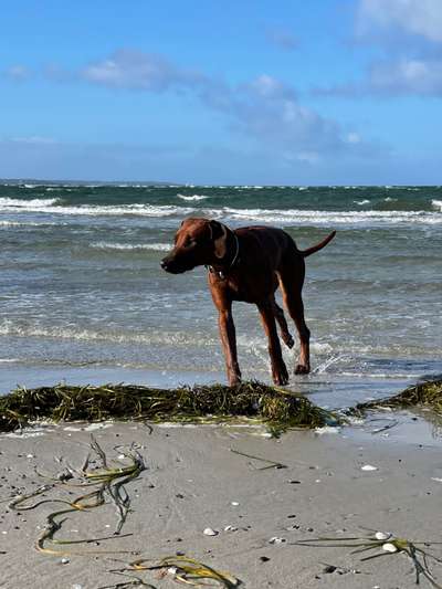 Rhodesian Ridgeback-Beitrag-Bild