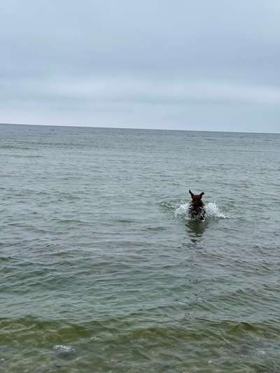 Rhodesian Ridgeback-Beitrag-Bild