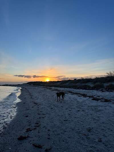 Rhodesian Ridgeback-Beitrag-Bild