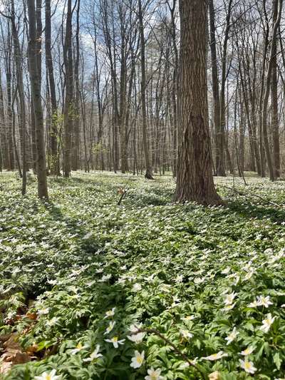 Rhodesian Ridgeback-Beitrag-Bild