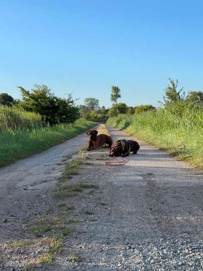 Rhodesian Ridgeback-Beitrag-Bild