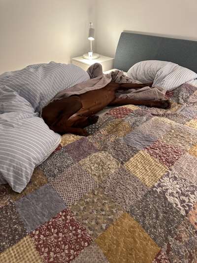 Rhodesian Ridgeback-Beitrag-Bild