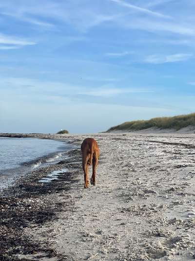 Rhodesian Ridgeback-Beitrag-Bild