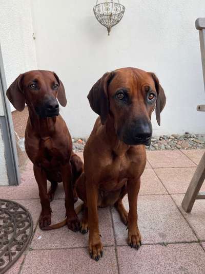 Rhodesian Ridgeback-Beitrag-Bild