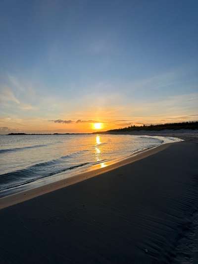 Rhodesian Ridgeback-Beitrag-Bild