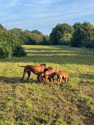 Rhodesian Ridgeback-Beitrag-Bild