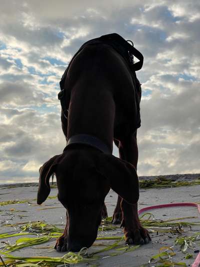 Rhodesian Ridgeback-Beitrag-Bild