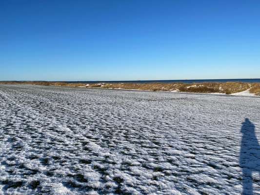 Rhodesian Ridgeback-Beitrag-Bild