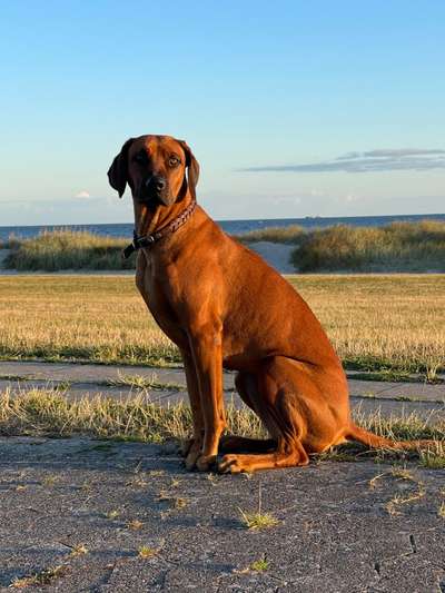 Rhodesian Ridgeback-Beitrag-Bild