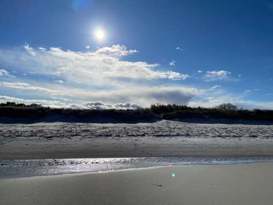 Rhodesian Ridgeback-Beitrag-Bild