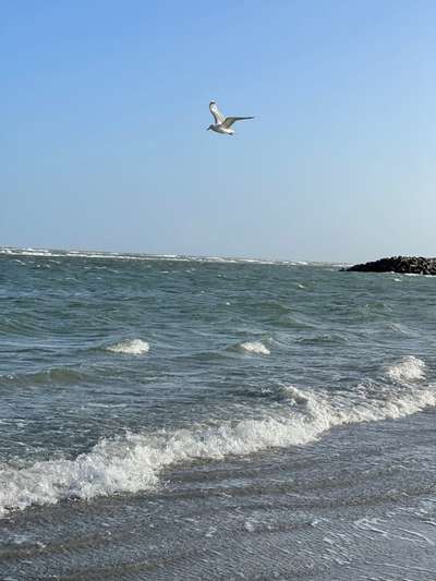 Rhodesian Ridgeback-Beitrag-Bild