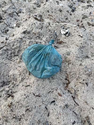 Rhodesian Ridgeback-Beitrag-Bild