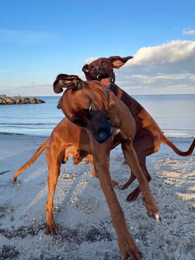 Rhodesian Ridgeback-Beitrag-Bild